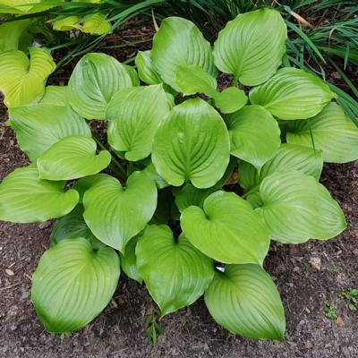 Hosta 'Doubled Up'